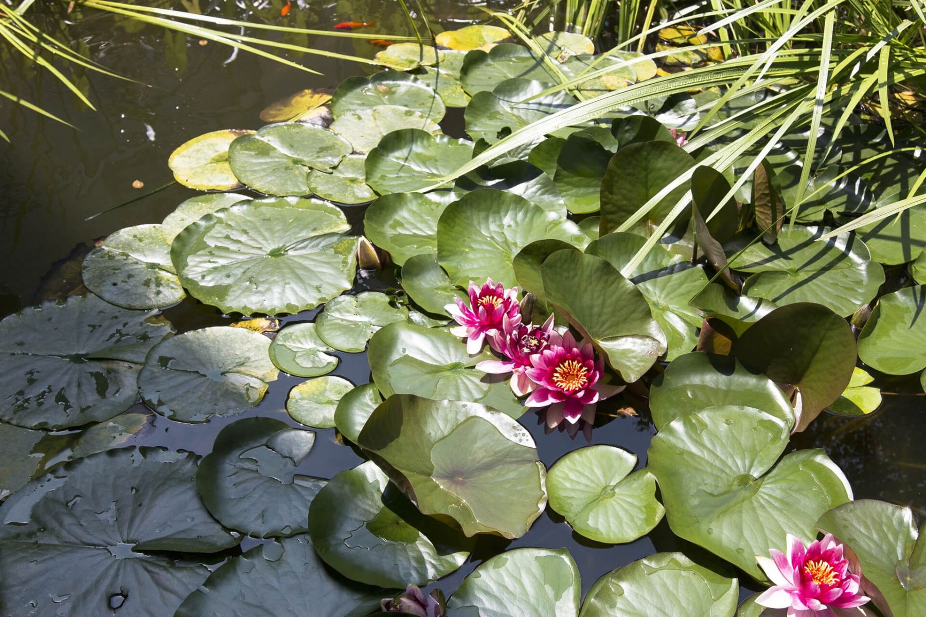 Teich mit blühenden Seerosen und Goldfischen in naturnaher Gartenumgebung.